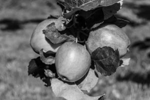 Photography on theme beautiful fruit branch apple tree photo