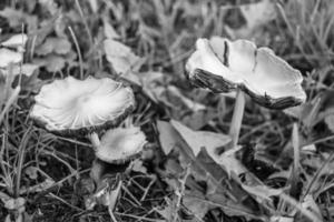 fotografía al tema gran hermoso hongo venenoso en el bosque foto