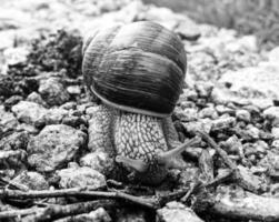 Caracol de jardín grande con concha arrastrándose por la carretera mojada date prisa en casa foto