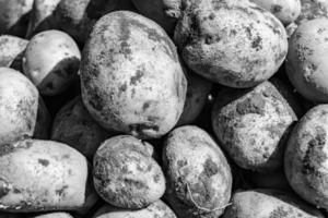 Photography on theme beautiful potato plant with natural dark ground photo