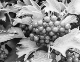 Photography on theme beautiful sour berry viburnum photo