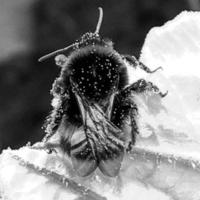 Winged bee slowly flies to the plant, collect nectar for honey photo