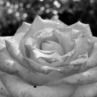 Bouquet wildflowers prickly rose blooming in garden photo