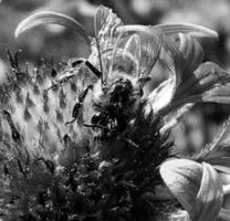 Winged bee slowly flies to the plant, collect nectar for honey photo