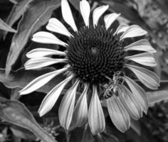 Winged bee slowly flies to the plant, collect nectar for honey photo