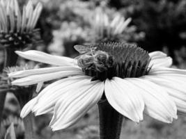 Winged bee slowly flies to the plant, collect nectar for honey photo