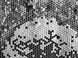 La estructura hexagonal abstracta es un panal de abejas de la colmena. foto