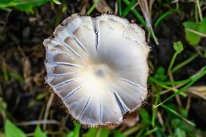 fotografía al tema gran hermoso hongo venenoso en el bosque foto