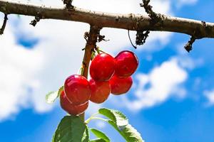 Photography on theme beautiful fruit branch cherry tree photo