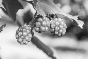fotografía sobre el tema hermosa baya rama blackberry bush foto