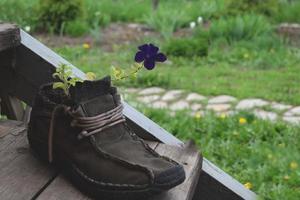 petunia creciendo en un zapato viejo. foto
