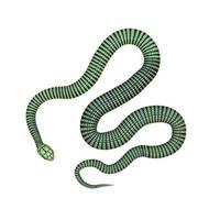 Boomslang snake 3D illustration photo