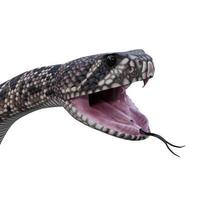 Eastern diamondback rattlesnake 3D illustration photo