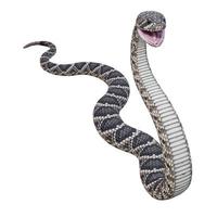 ilustración 3d de serpiente de cascabel de espalda de diamante oriental foto