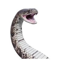 Puff Adder 3D illustration photo