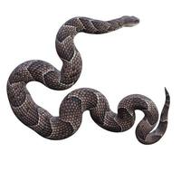 Puff Adder 3D illustration photo