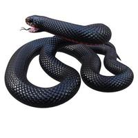 ilustración 3d de serpiente negra de vientre rojo foto
