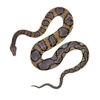 Reticulated python 3D illustration photo