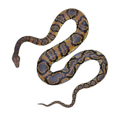 Reticulated Python Stock Photos, Images and Backgrounds for Free Download
