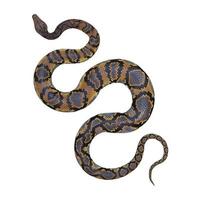 Reticulated python 3D illustration photo