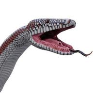 Rosy boa 3D illustration photo