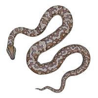 Southern African rock python 3D illustration photo