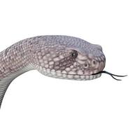 ilustración 3d de serpiente de cascabel de espalda de diamante occidental foto