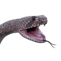 Western diamondback rattlesnake 3d illustration photo