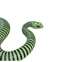 Boomslang snake 3D illustration photo