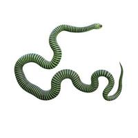 Boomslang snake 3D illustration photo