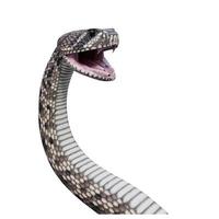 Eastern diamondback rattlesnake 3D illustration photo