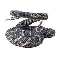 Eastern diamondback rattlesnake 3D illustration photo