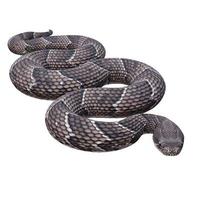 Puff Adder 3D illustration photo