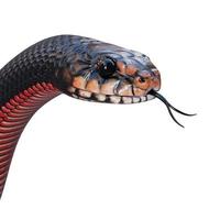 ilustración 3d de serpiente negra de vientre rojo foto