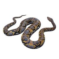 Reticulated python 3D illustration photo