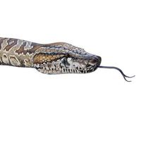 Southern African rock python 3D illustration photo