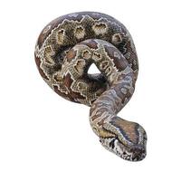 Southern African rock python 3D illustration photo