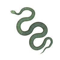 Boomslang snake 3D illustration photo