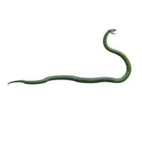 Boomslang snake 3D illustration photo