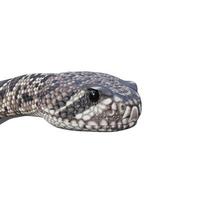 Eastern diamondback rattlesnake 3D illustration photo