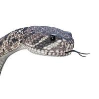 Eastern diamondback rattlesnake 3D illustration photo