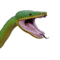 Emerald tree boa 3D illustration photo