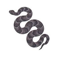 Puff Adder 3D illustration photo