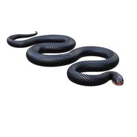 Red bellied black snake 3D illustration photo