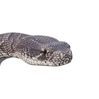 Puff Adder 3D illustration photo