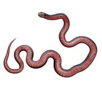 ilustración 3d de serpiente negra de vientre rojo foto