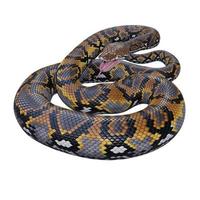 Reticulated python 3D illustration photo