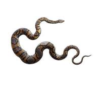 Reticulated python 3D illustration photo