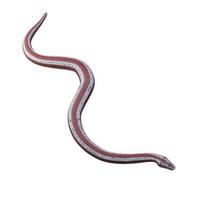 Rosy boa 3D illustration photo