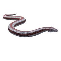 Rosy boa 3D illustration photo